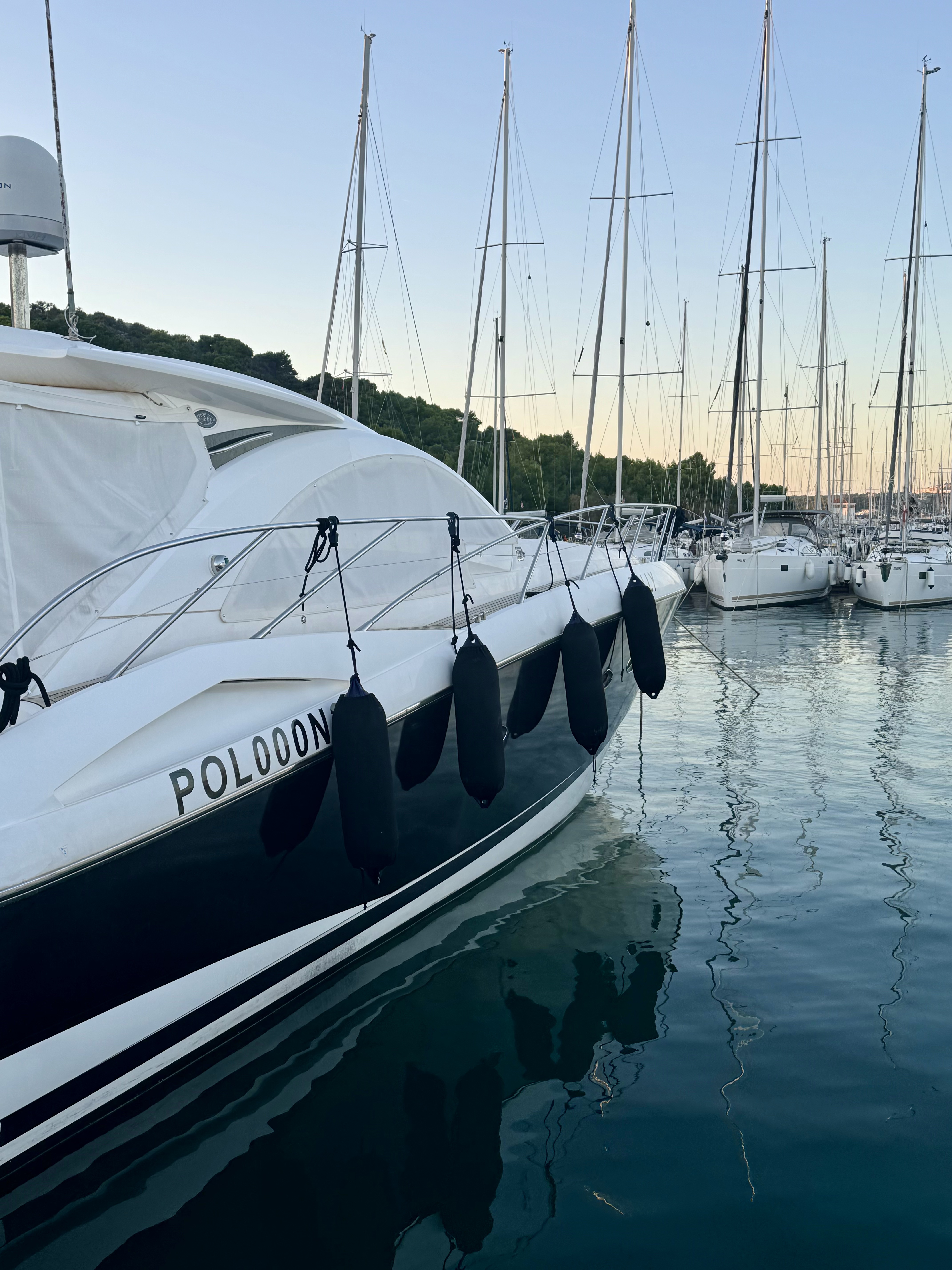 Polly